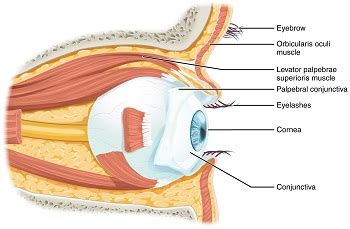 Levator Palpebrae Superioris Muscle: Definition & Function | Study.com