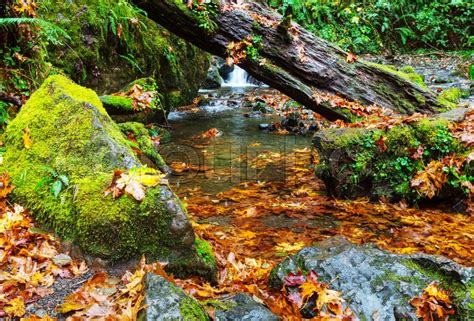 The forest creek in autumn season | Stock image | Colourbox