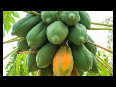 Papaya Seeds Germination at Home - YouTube