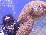 'Meet my new friend Tortuga': Salma Hayek goes scuba diving | Daily Mail Online