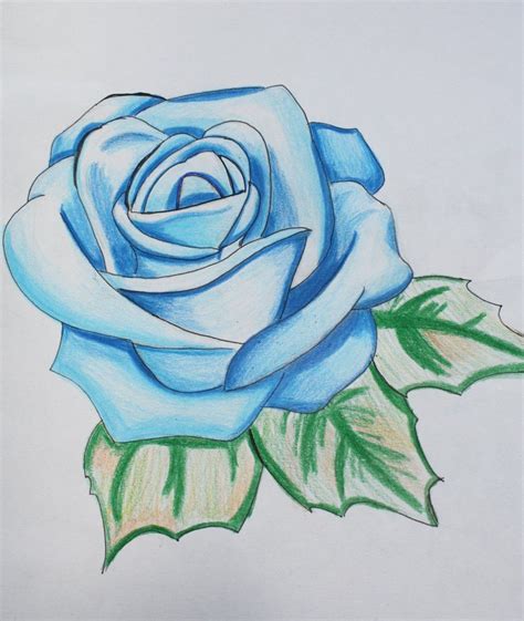 Blue Rose Drawing / Rose is a flowering plant and its scientific name is rosa. - Sempakman Wallpaper