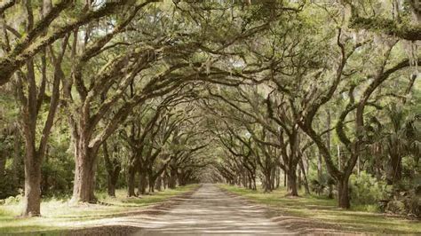 Wormsloe and Bonaventure Cemetery Tour - TripShock!