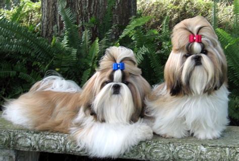 All List Of Different Dogs Breeds: Shih Tzu Dogs