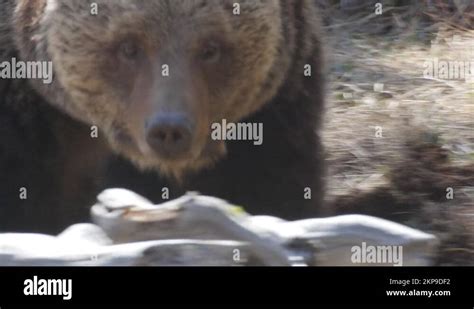 Grizzly bear face Stock Videos & Footage - HD and 4K Video Clips - Alamy