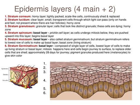 Integumentary System - What's on the Inside