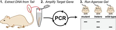 Molecular Biology Archives - Practically Science