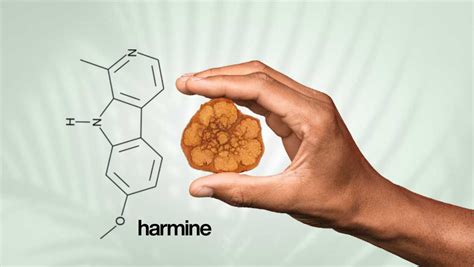 Harmine Guide: Effects, Benefits, Risks, and Legality