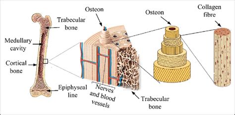 The hierarchical structure of the cortical bone at the micro-level ...