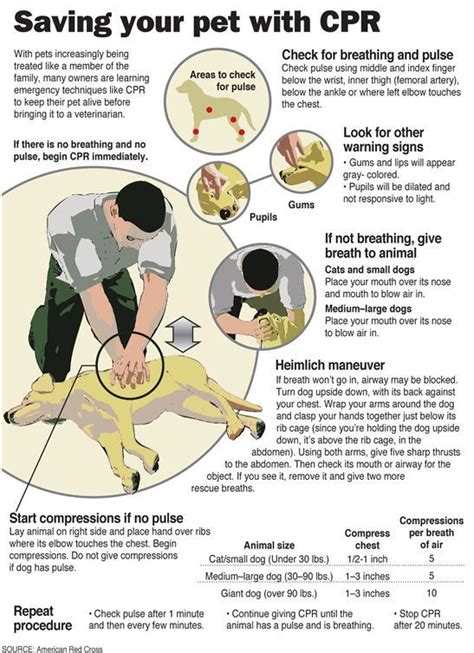 Learn Pet CPR/Heimlich Maneuver - PetsBlogs