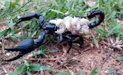 In Odisha, Venomous Black Scorpion Carries Babies On Her Back