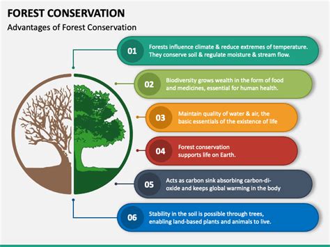 Forest Conservation PowerPoint and Google Slides Template - PPT Slides