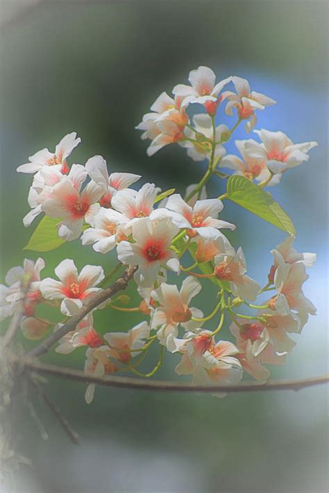 Tung Tree Blossoms Photograph by David Beard | Fine Art America