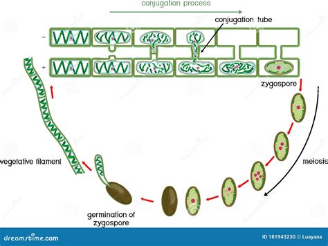 Life Cycle And Lateral Conjugation Of Spirogyra Charophyte Green Algae Vector Illustration ...