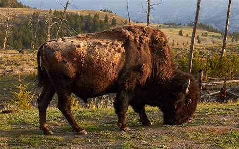 American bison in Yellowstone National Park - Commons:Featured pictures ...