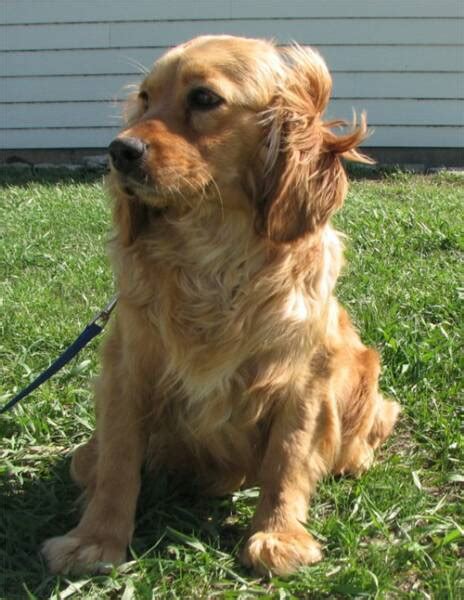 Golden Cocker Retriever (Golden Retriever Cocker Spaniel Mix) Info ...