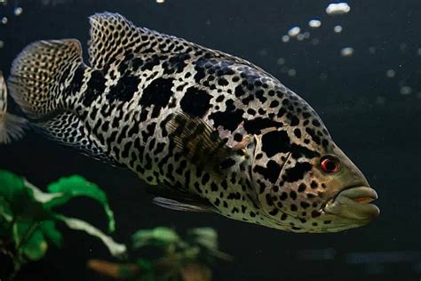 Jaguar Cichlid Care - Size, Life Span, Tank Mates, Breeding