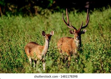 3,228 Rusa deer Images, Stock Photos & Vectors | Shutterstock