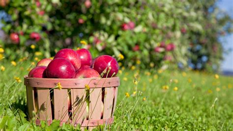 10 best apple orchards in the U.S., according to readers