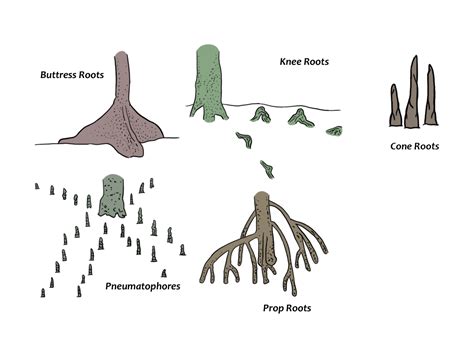 What are mangroves? - CCEF