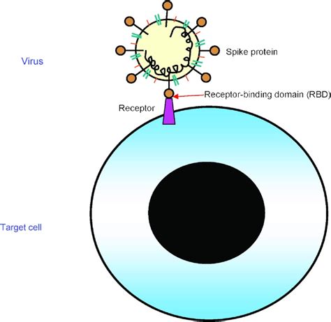 Receptor-binding domains of spike proteins of emerging or re-emerging viruses as targets for ...