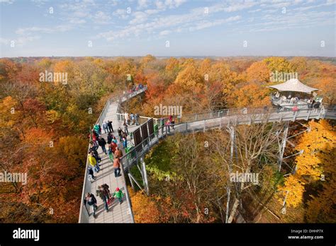 Treetop walkway through a forest in autumn, Hainich National Park Stock ...