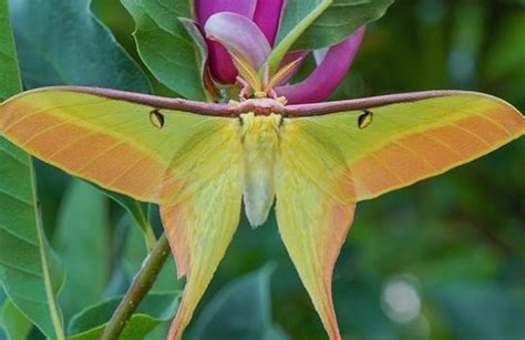 Lifecycle of a Chinese Luna Moth – The Kid Should See This