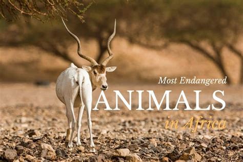 Top 10 Endangered Animals In Africa