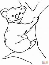 Koala Bear coloring Page  Free Printable Coloring Pages sketch template