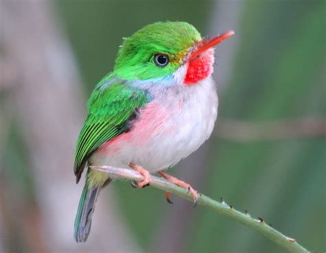 tody bird | The Cuban Tody | BirdNote | Wild birds unlimited, Bird, Hummingbird pictures