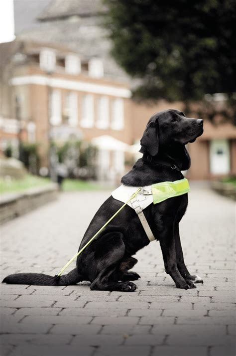 The Benefits of Being Welcoming: Guide Dogs in Hotels & The Equality Act