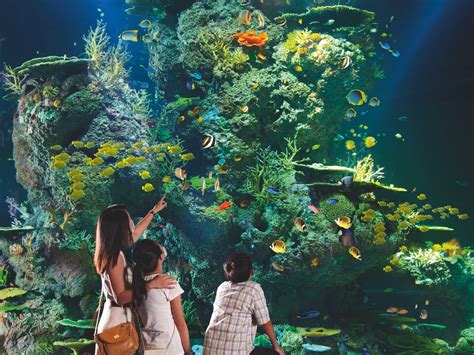 SEA Aquarium at Resorts World Sentosa | Things to do in Sentosa, Singapore