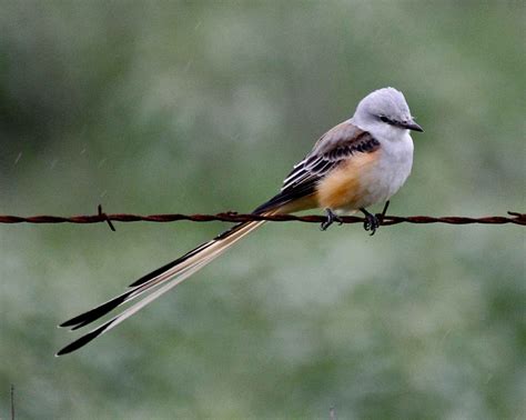 Oklahoma State Bird – Scissor-tailed Flycatcher – 50States.com – 50states