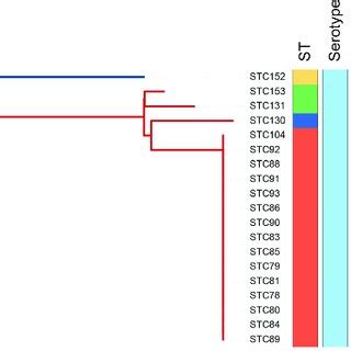 SNP reference mapped phylogeny of outbreak and post-outbreak S. suis ...