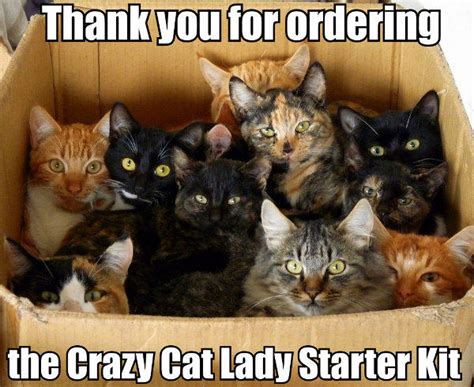 The crazy cat lady starter kit | Starter Packs | Know Your Meme