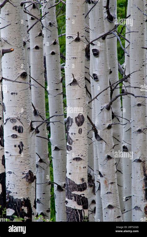 Quaking aspen bark hi-res stock photography and images - Alamy