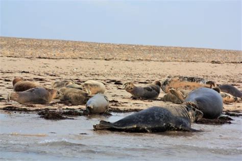 Blakeney National Nature Reserve (Morston) - 2019 All You Need to Know ...