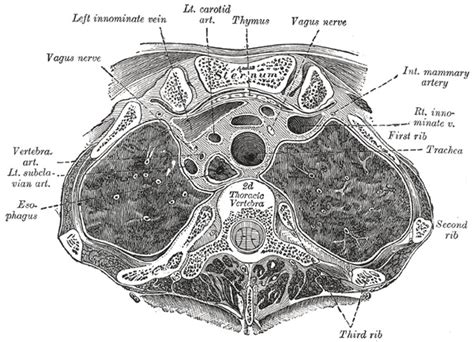 Anatomy, Back, Vertebral Canal - StatPearls - NCBI Bookshelf