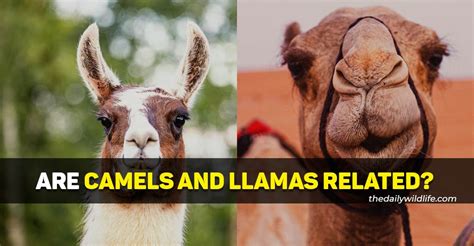 Are Camels And Llamas Related? - The Daily Wildlife