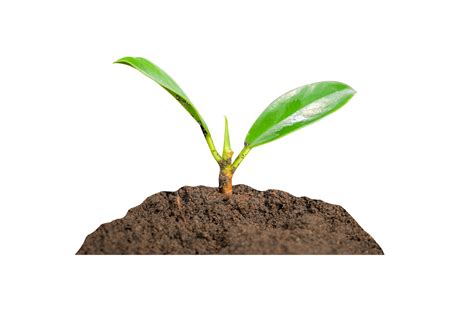 young plant in soil 20027589 PNG