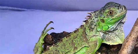 Iguana care guide | Pet Iguana care sheet | habitat | diet | UVB | Lighting