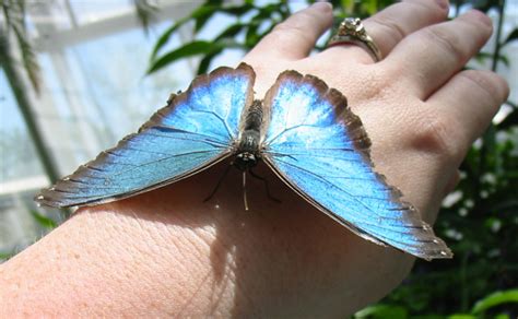 7 blue morpho butterfly facts in Butterfly - Biological Science Picture Directory - Pulpbits.net