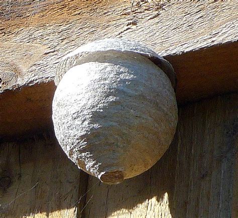 Yellow Jacket / Paper Wasp's Nest