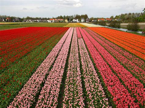 XS Wallpapers HD: Netherlands Flower Fields