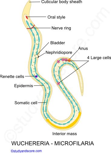 Filariasis: Introduction, Structure of Filarial worm, Life cycle of ...