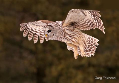 "Barred Owl In Flight II" by Gary Fairhead | Redbubble