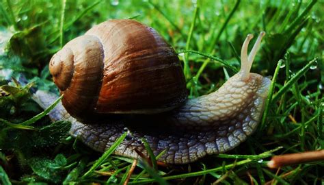 Snail: la baba de caracol y sus propiedades|SugoiHunter