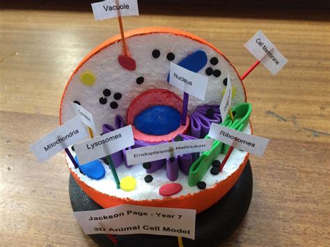 Vacuole Animal Cell Model