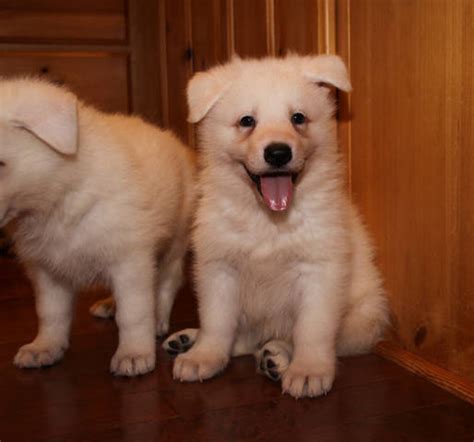 Cute white german shepherd puppies available FOR SALE ADOPTION from Maimi Florida Lake @ Adpost ...