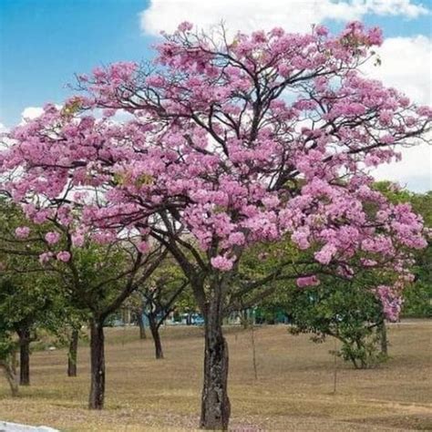 Jual Pohon Tabebuya Pink Harga Terbaik Untuk Taman