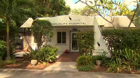 South Florida Wildlife Center undergoing renovations by nonprofit Rescue Rebuild - WSVN 7News ...